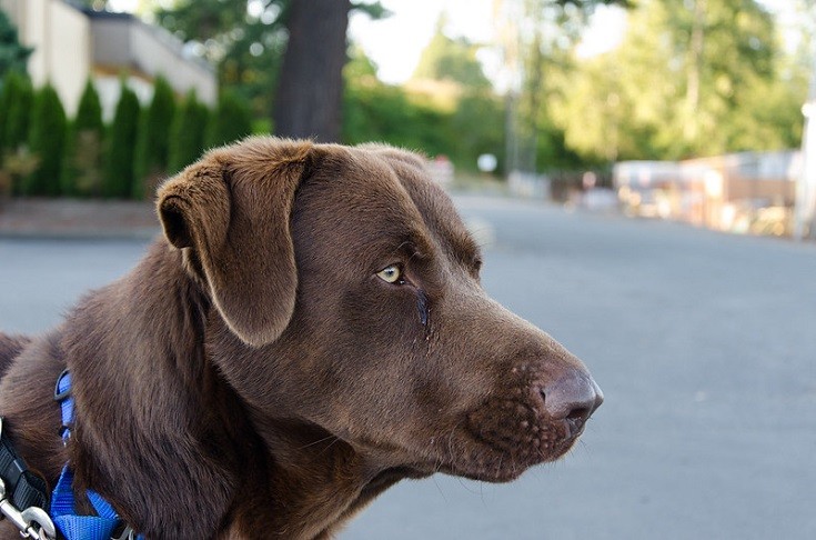 Chesapeake Bay Retriever close up