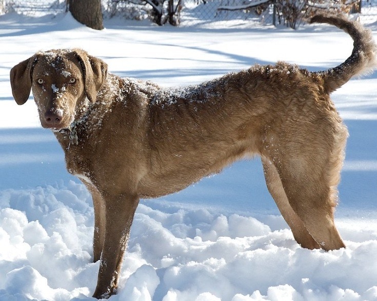 Chesapeake Bay Retriever dog breed
