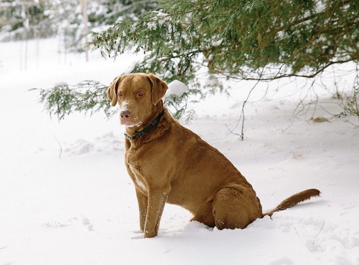 Chesapeake Bay Retriever dog