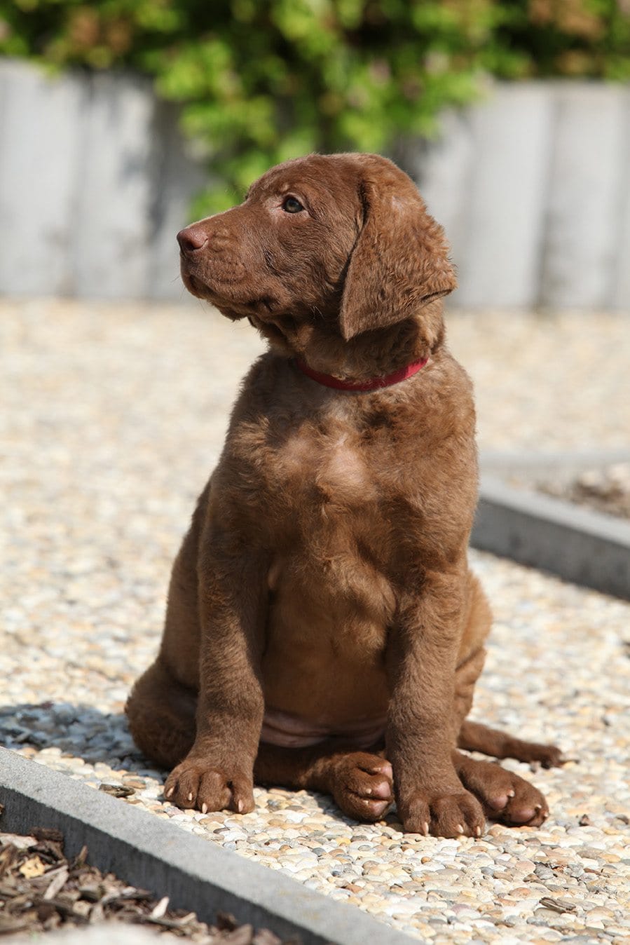 Chesapeake Bay Retriever puppy