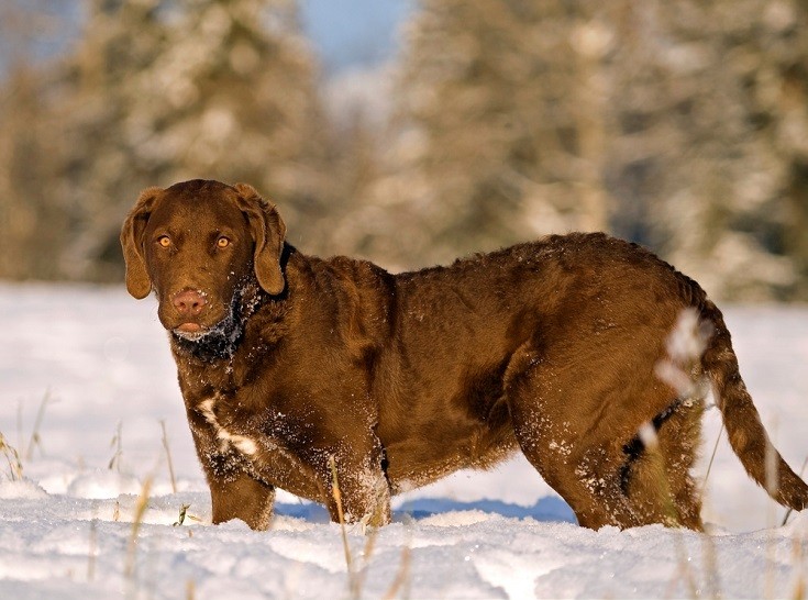 Chesapeake,Bay,Retriever