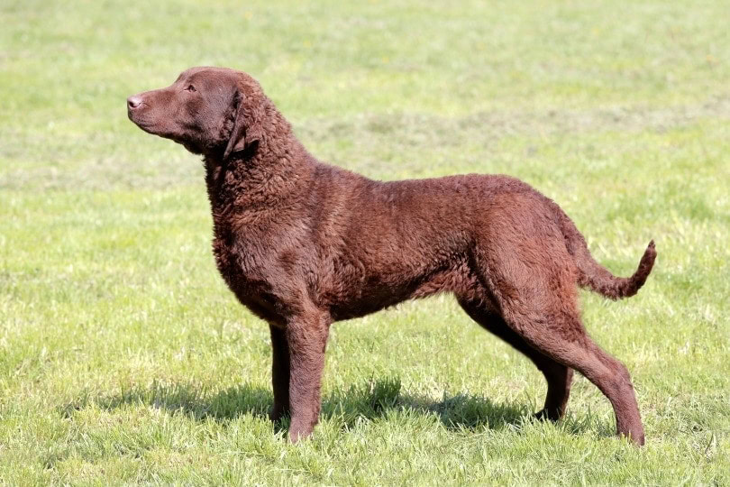 Chesapeake bay retriever hot sale breeder near me