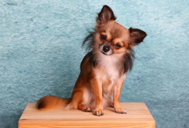What were chihuahuas bred for their history explained hepper