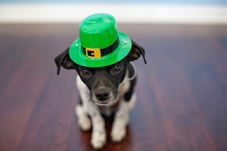Irish puppy shamrock leprechaun