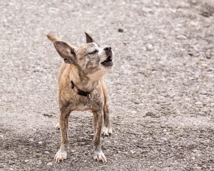 Chihuahua barking