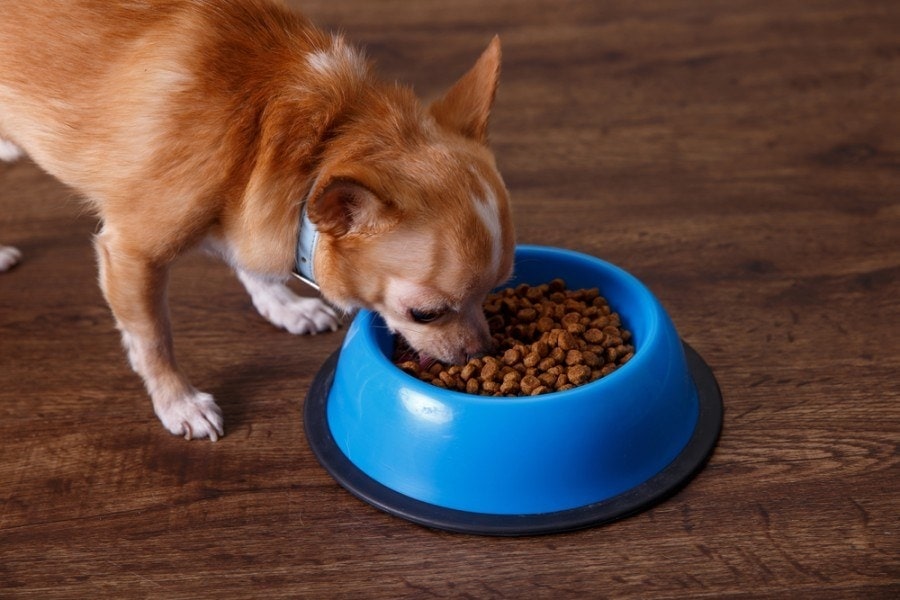 Chihuahua dog eat feed_tanyastock_shutterstock