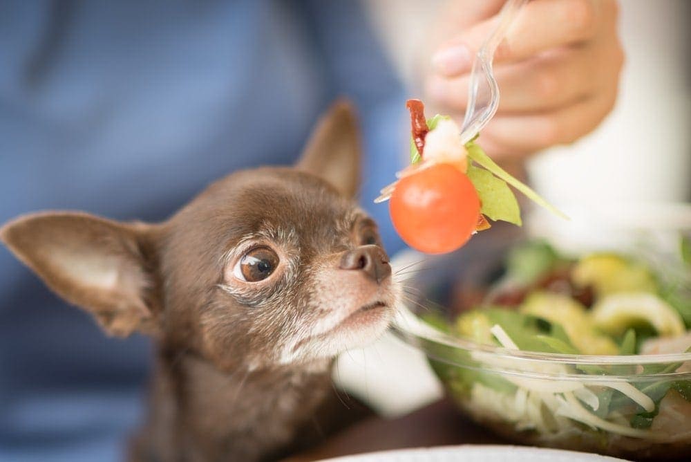Can Dogs Eat Tomato Sauce Is Tomato Sauce Safe for Dogs Hepper