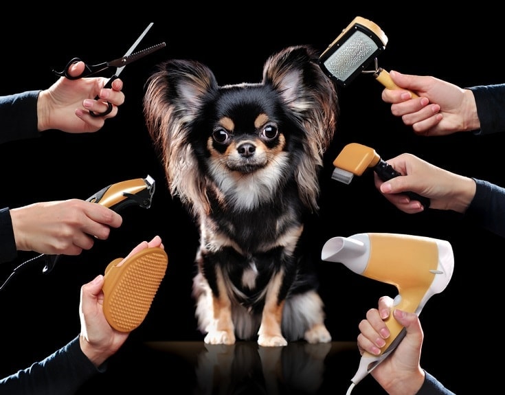 Chihuahua grooming