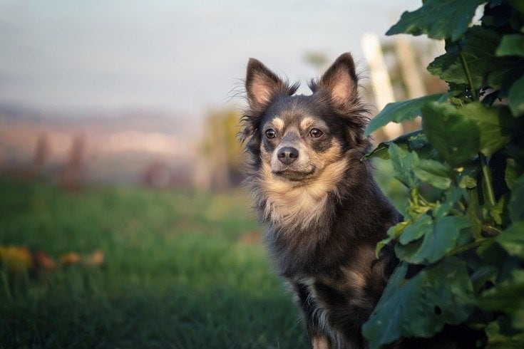 Affenhuahua in Vineyard