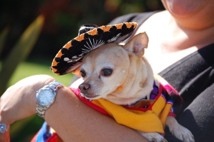 Chihuahua in sombrero
