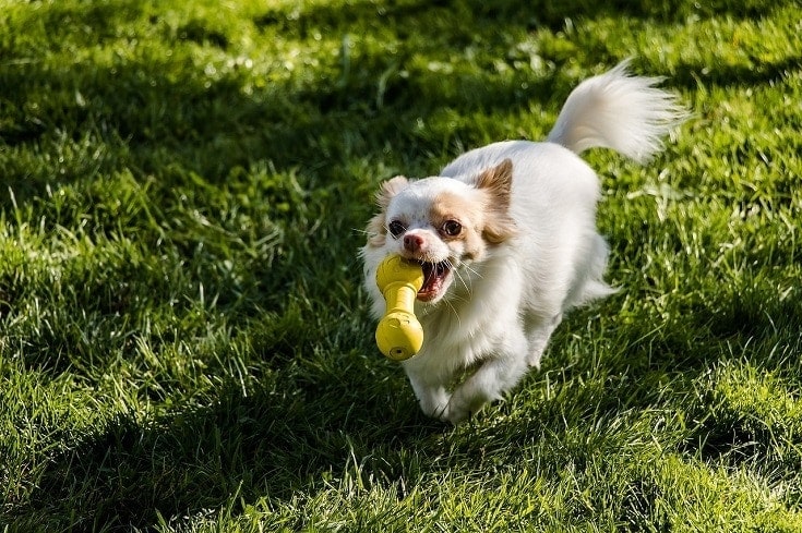 Which breed started out as a lap dog?