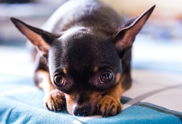 the most smallest dog in the world