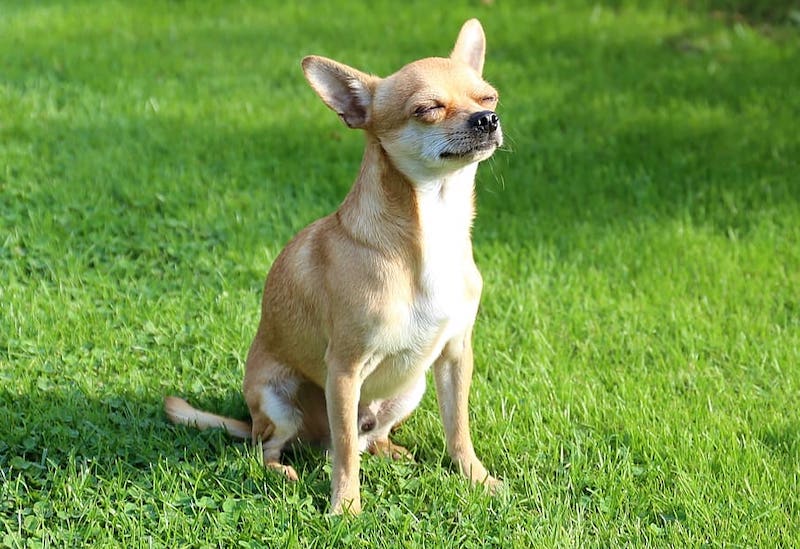 Chimo mixed breed dog