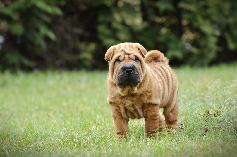 Chinese Shar pei puppy portrait at garden_Waldemar Dabrowski_shutterstock