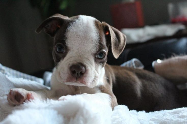 Chocolate Boston Terrier Puppy