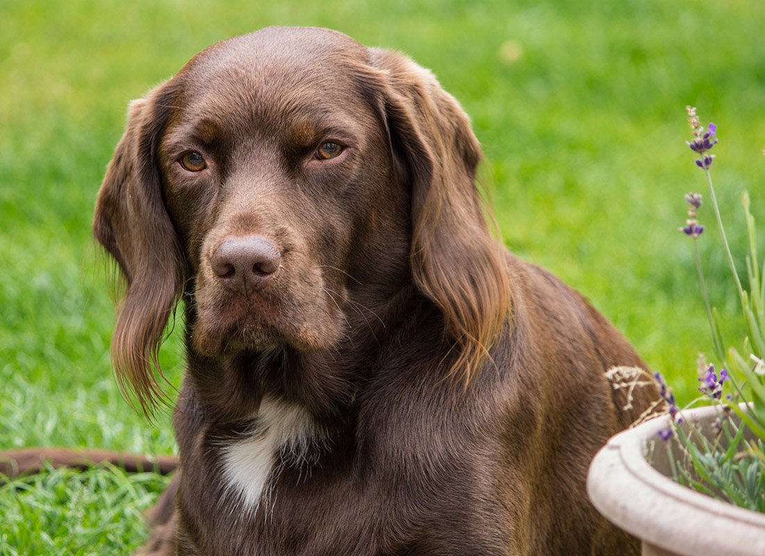 Labradinger (English Spaniel & Mix): Info, Pictures, Facts | Hepper