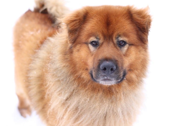 Chow Chow Basset Hound mix dog