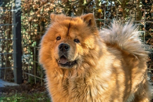 how much is a full breed chow chow