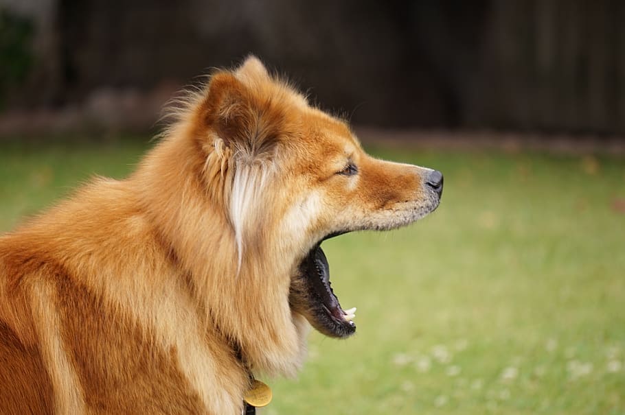 What dog breed is most aggressive?