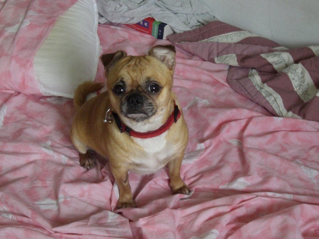 chug - chihuahua pug mix