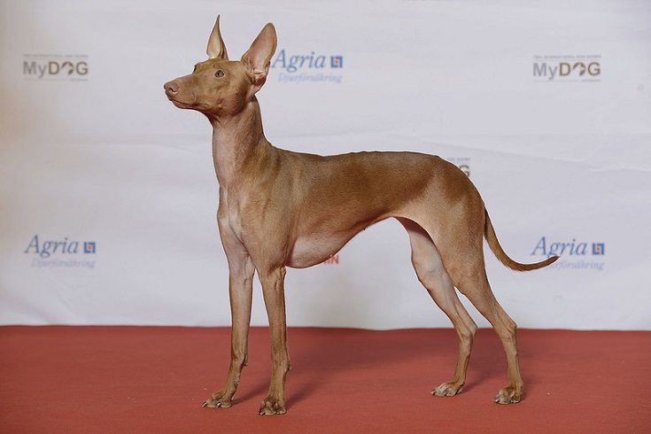 Cirneco dell'Etna at dog show