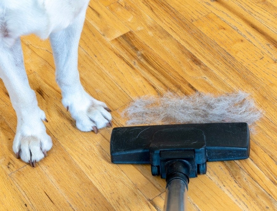 Cleaning up dog hair by sweeping and vacuuming_andrea c miller_shuttersock
