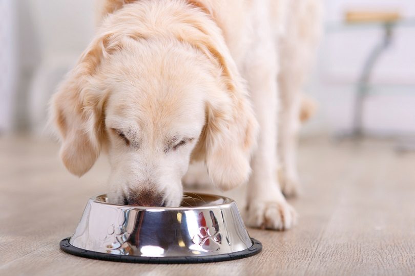 A dog eating food from a bowl