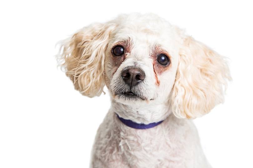 Closeup of Poodle dog with white fur and red tear stains_Susan Schmitz_shutterstock