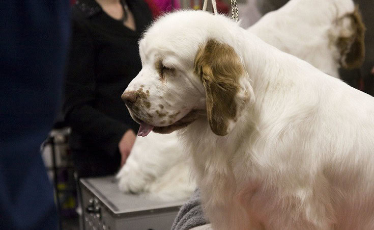 Clumber Spaniel face