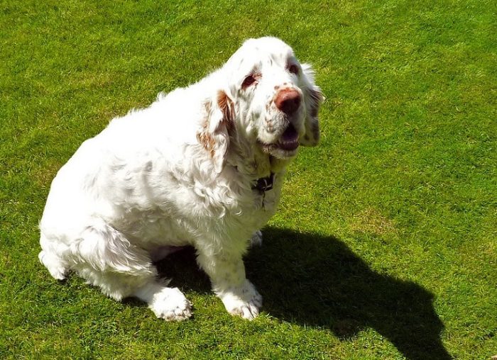Clumber Spaniel sitting on grass