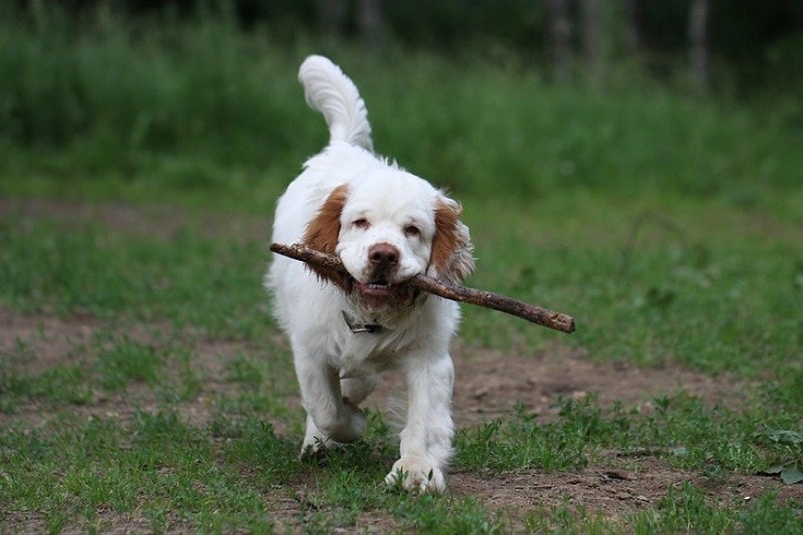 Clumber Spaniel with stick