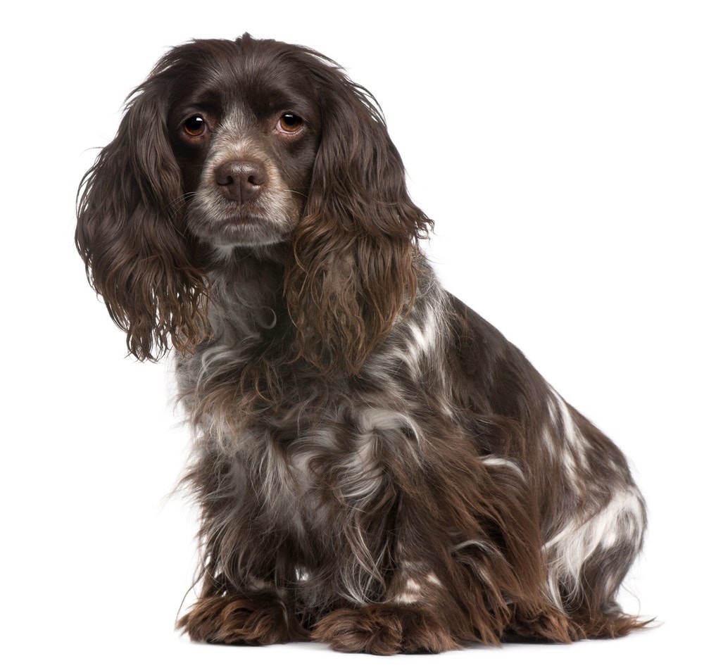 Silky Cocker