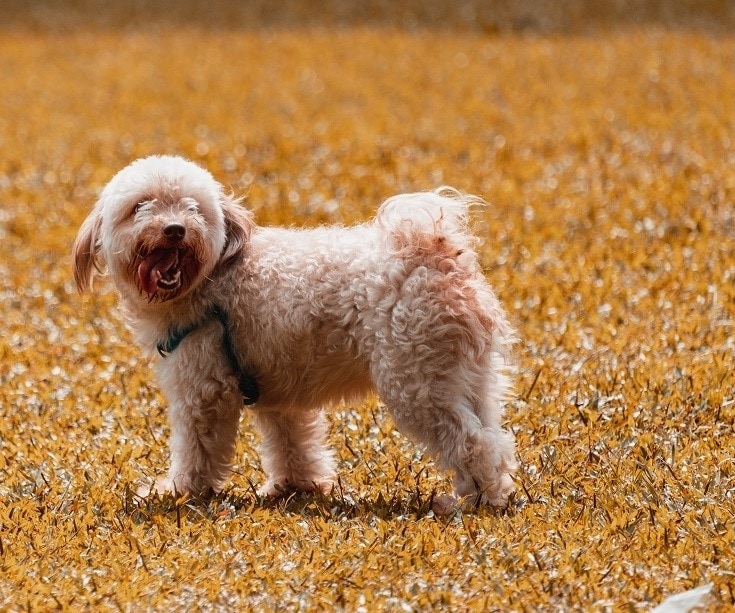 Cockapoo in field