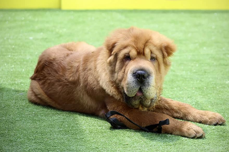 Cocker-Pei mixed breed dog