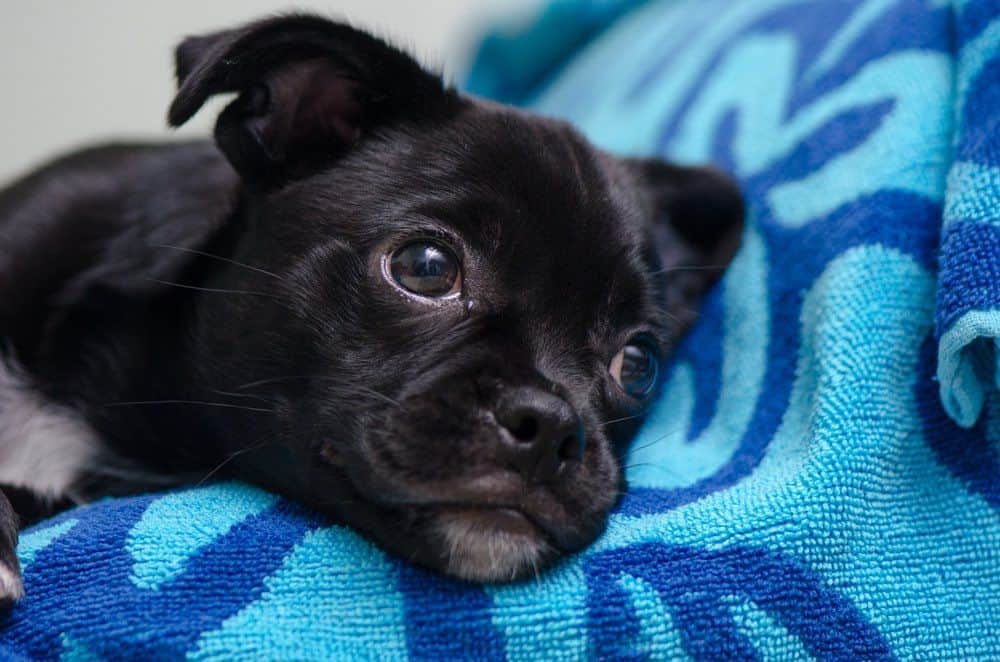Cocker Pug puppy on towel