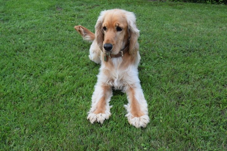 Melankoli Scan sagsøger Cocker Sheltie (Cocker Spaniel & Shetland Sheepdog Mix) Info, Pictures |  Hepper