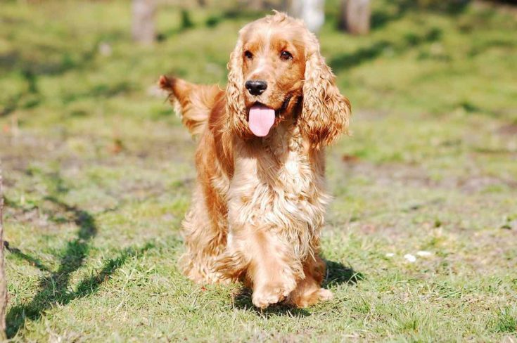 17 Blonde Dog Breeds: A Complete Overview (With Pictures) | Hepper 17 Blonde Dog Breeds: A Complete Overview (With Pictures) | Hepper