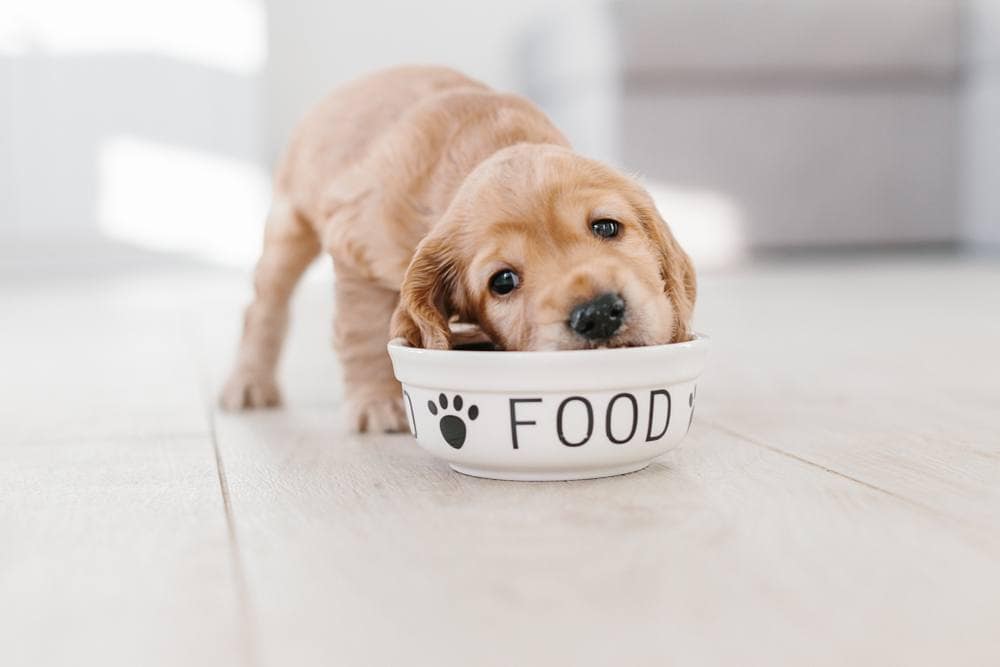 Cocker Spaniel puppy eating dog food