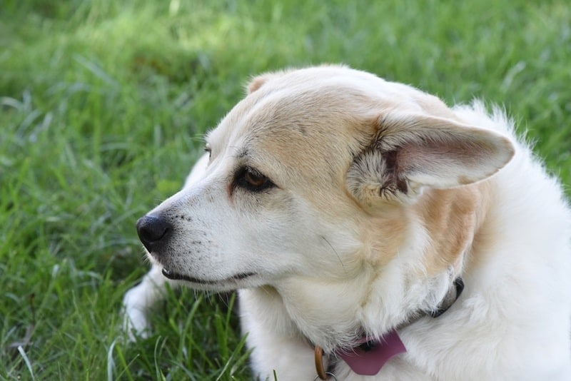 Cojack mixed breed dog