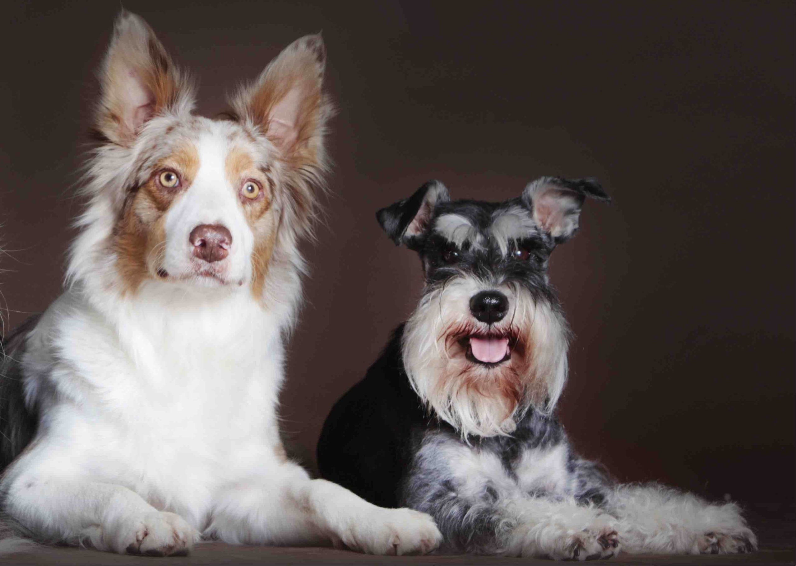 Råd Charmerende dekorere Confetti Australian Shepherd (Mini Schnauzer & Aussie Shepherd): Info,  Pics, Facts | Hepper