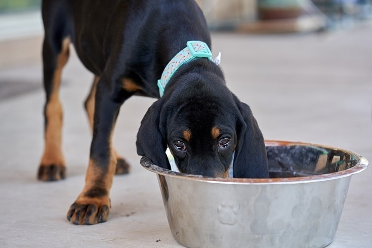 Why is my dog’s poop so smelly?