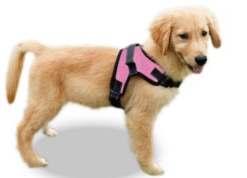 secure harness for small dogs