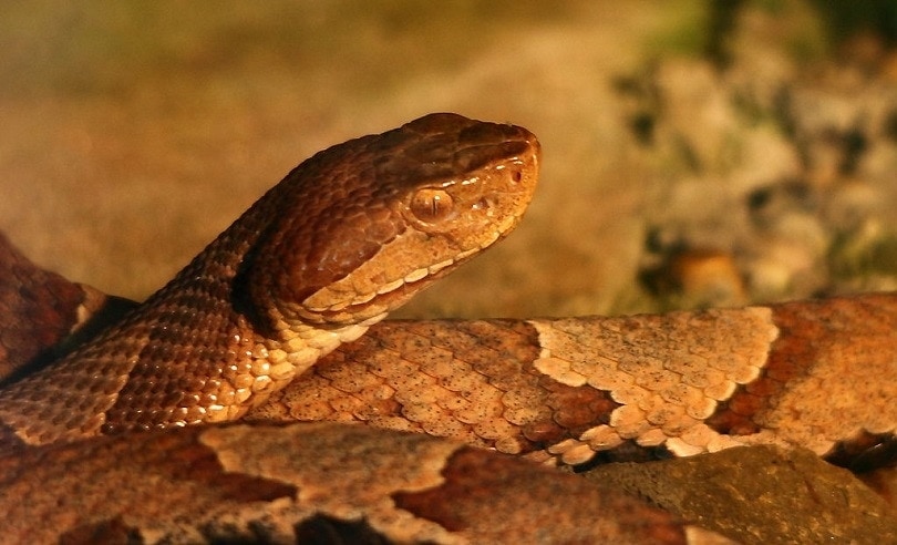Copperhead-snake-wildlife_West_Virginia_ForestWander-Commons Wikimedia