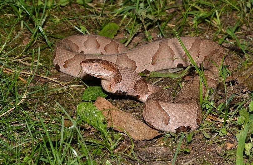 Copperhead_snake_Commons Wikimedia