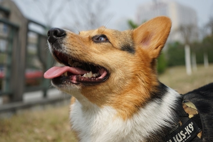 Corgi