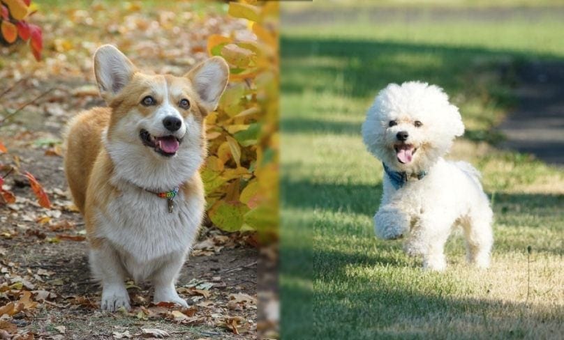 Corgi-Bichon-Mix