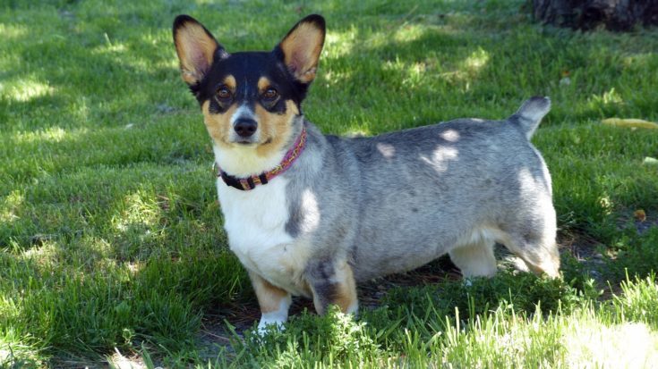 Corgi Cattle dog