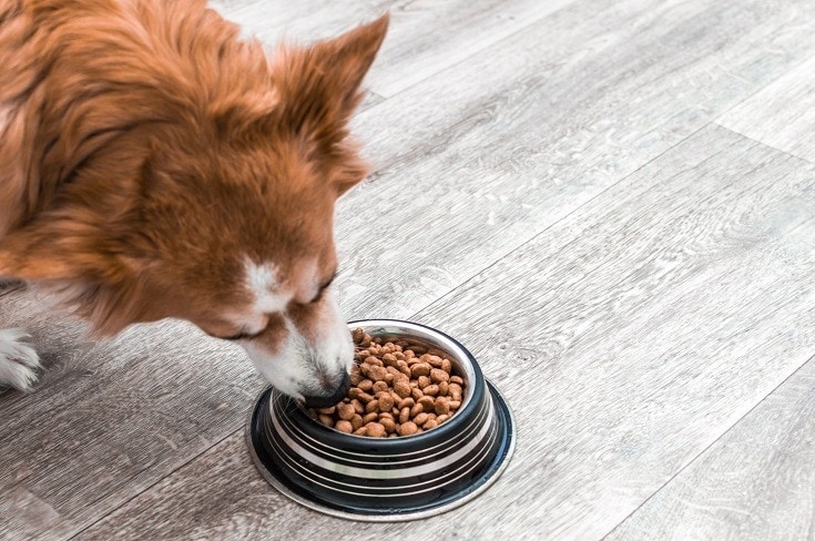 Corgi Eating