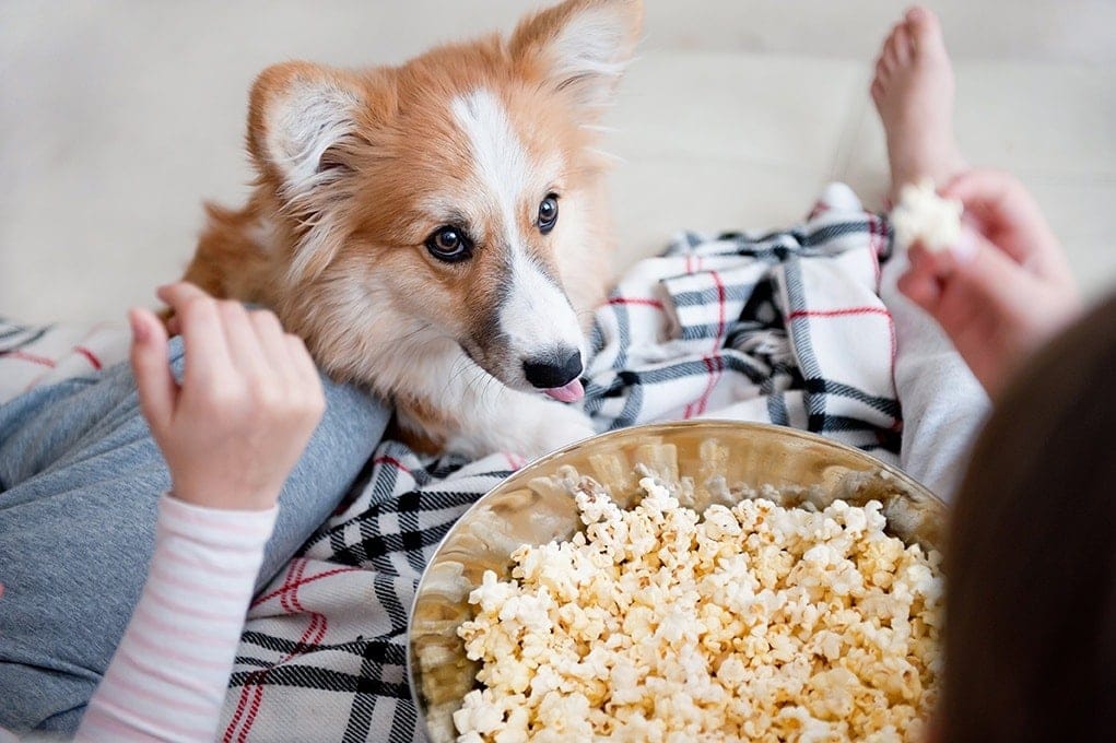 Corgi asking for popcorn