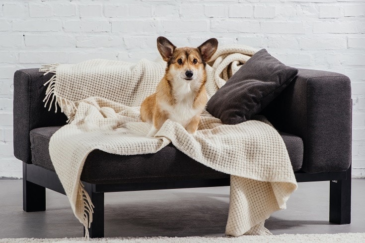 Corgi in Couch